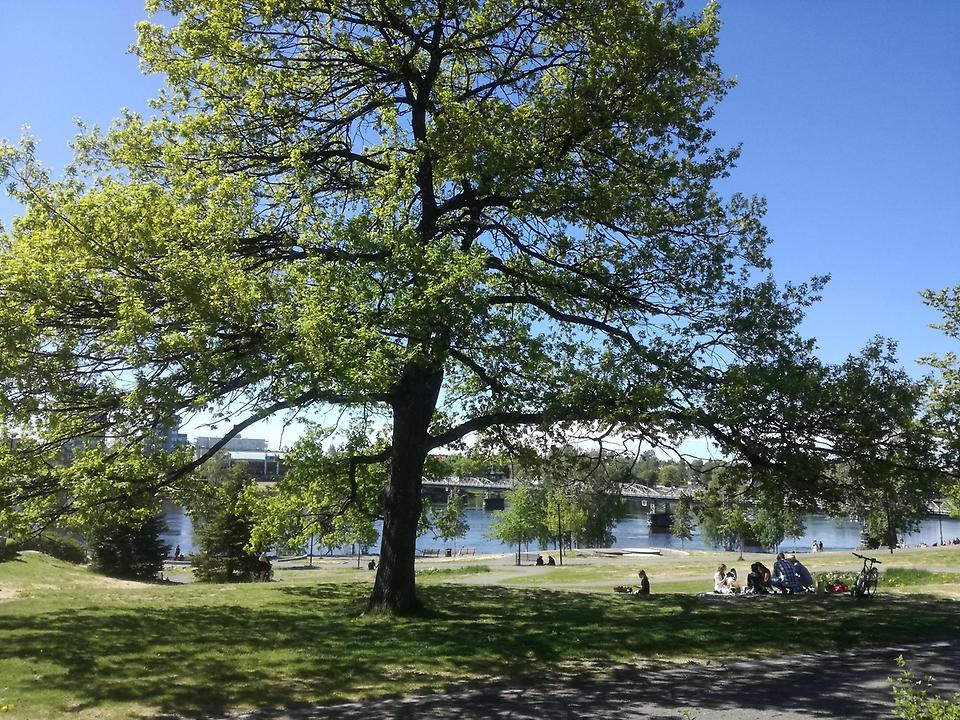 Stort träd i Broparken