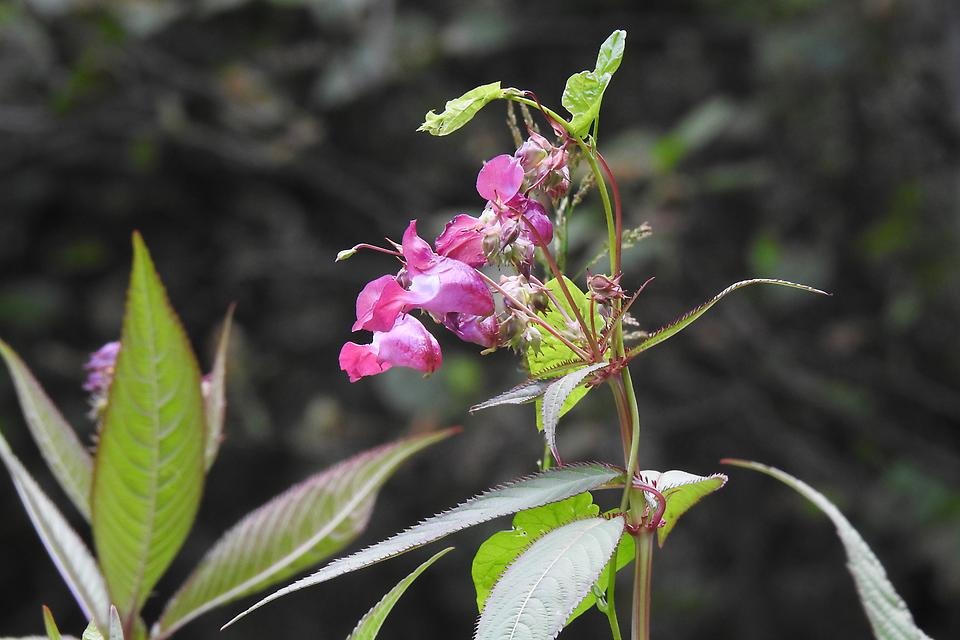 Närbild av en blommande Jättebalsamin