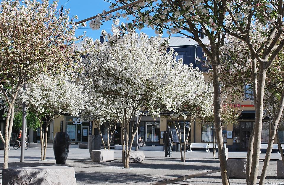 Blommande äppelträd på Rådhustorget.