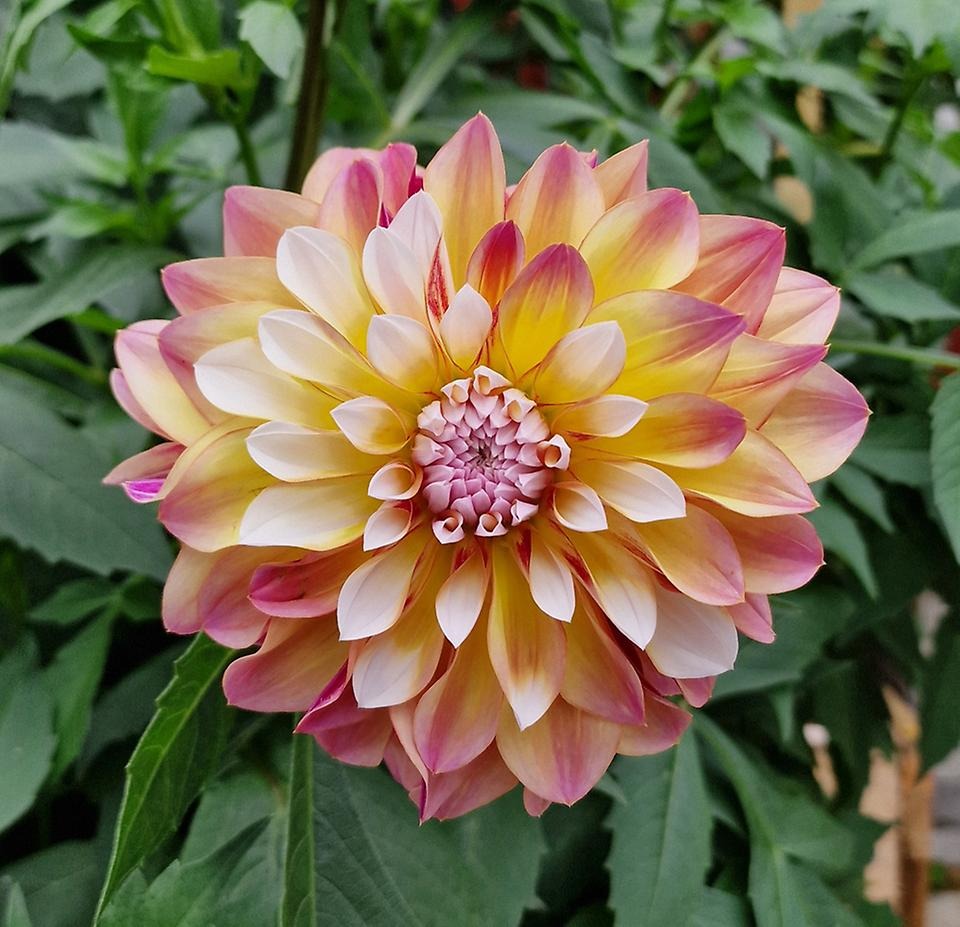 Dahlia Foto:Jenny Vinsa