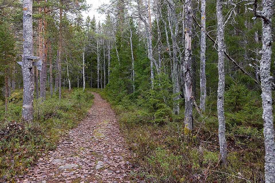 Lövskog.