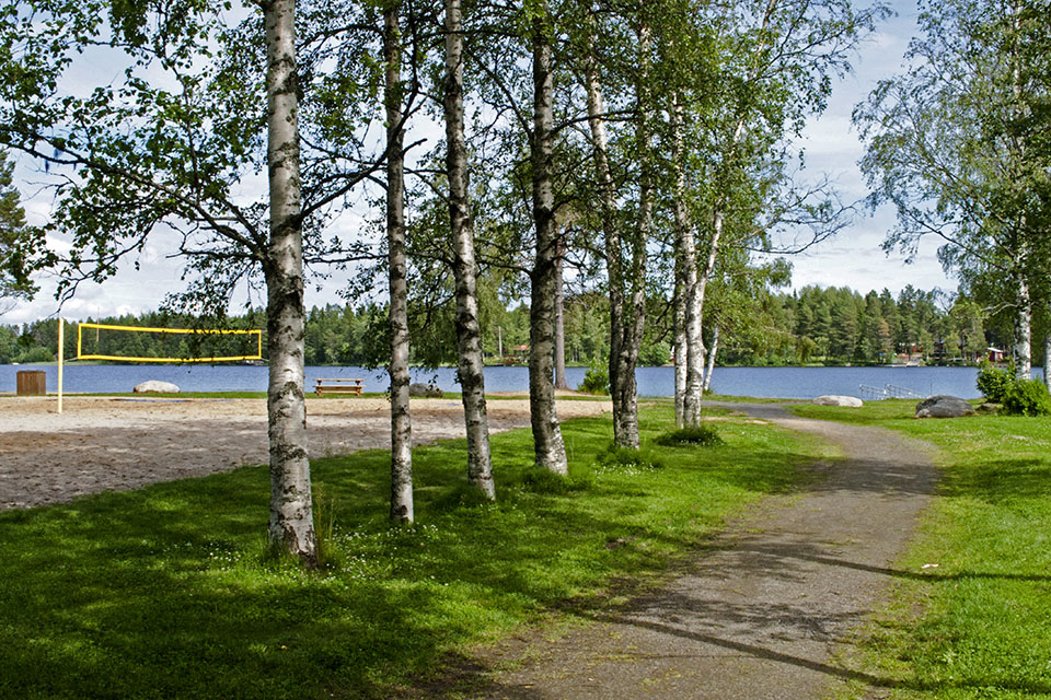 En grusväg kantad av björkar som leder till sjön.