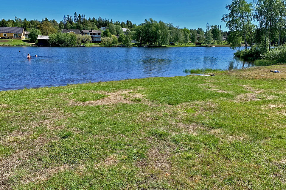 Gräsmatta vid strandkanten.