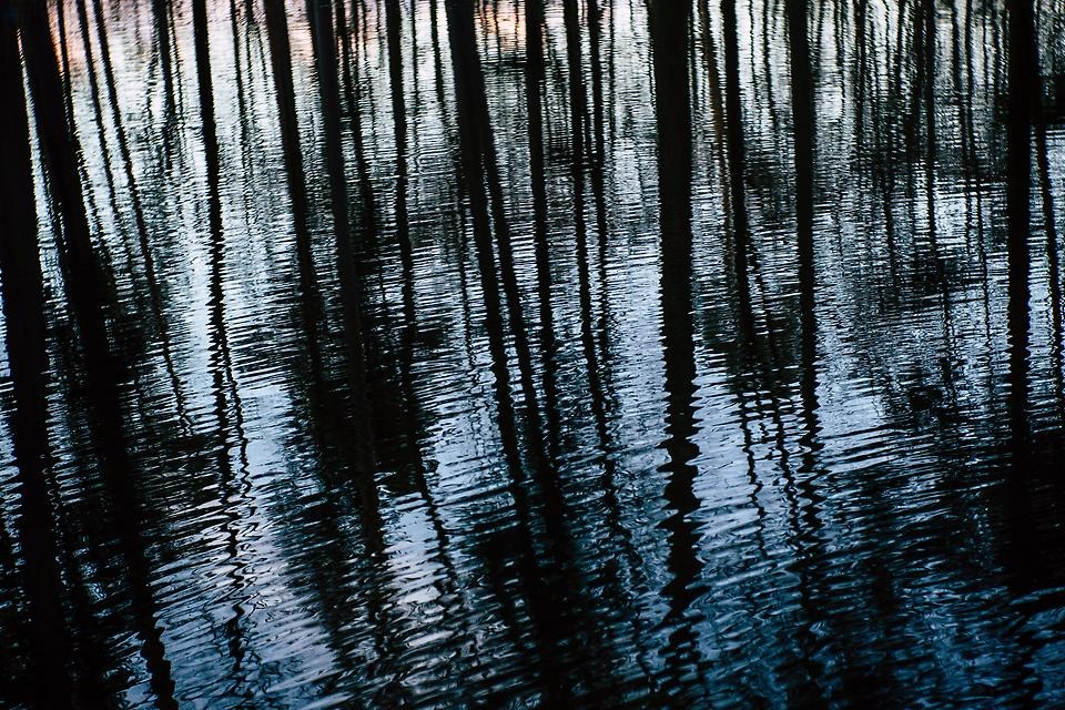 Träd som speglar sig i vatten.