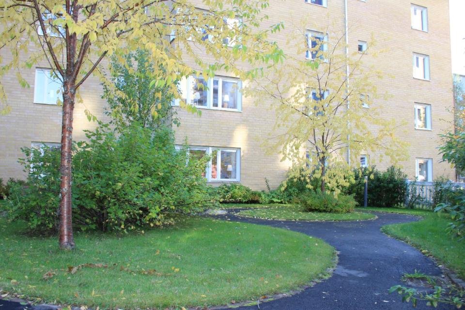 Trädgård med gångstig