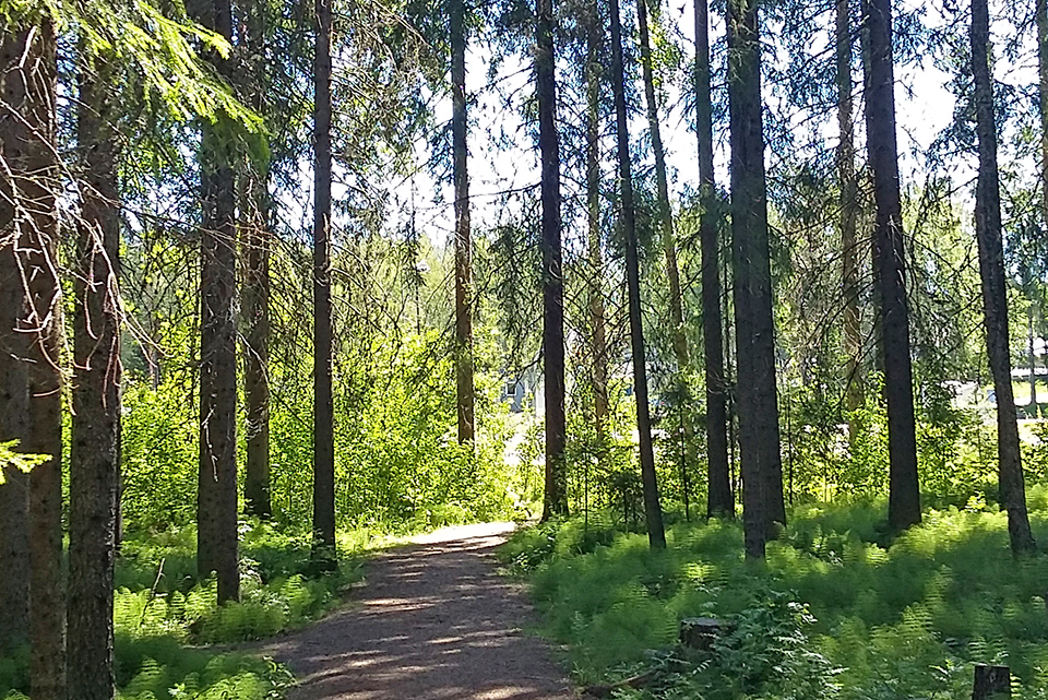 träd, skogsstig, solsken