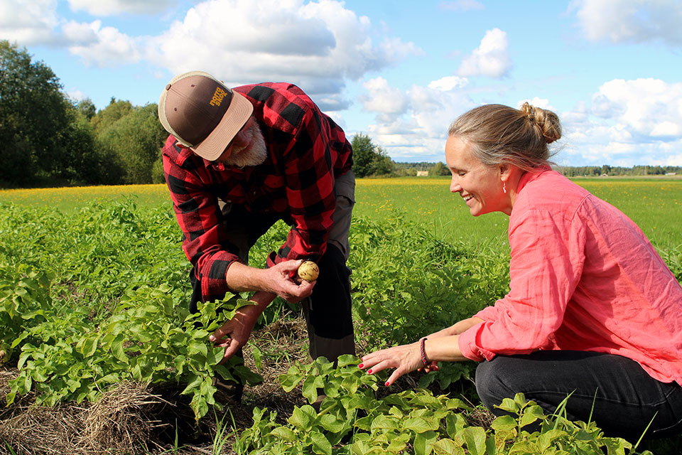 En äldre man visar en potatis för en kvinna i ett potatisland i soligt väder.