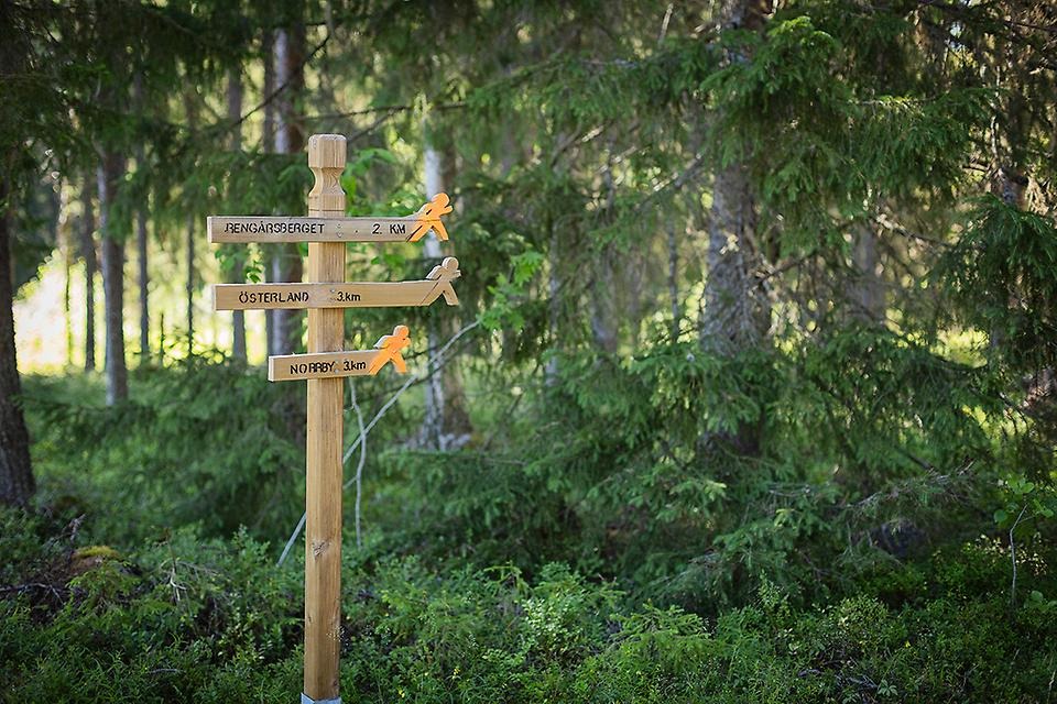 Vägvisare i trä i skog.