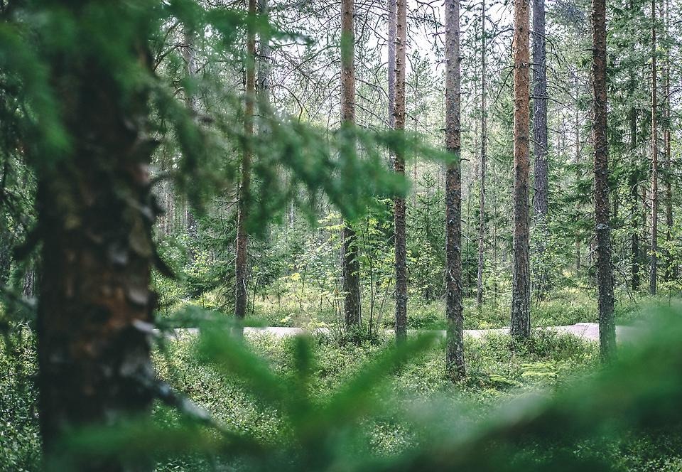 Bild på skog.