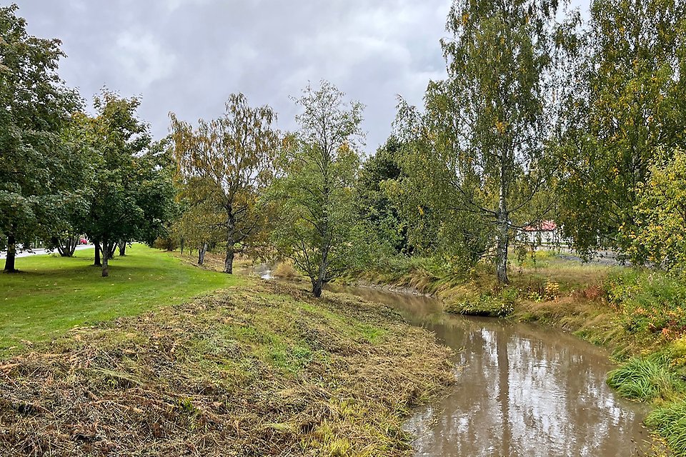 Tvärån i förgrunden med ett träd längre bort