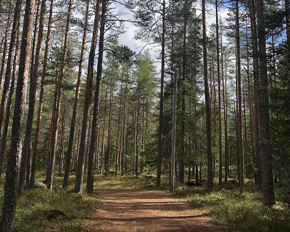 Bild på vacker promenadstig